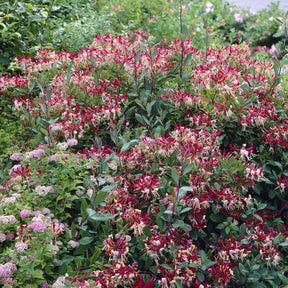 Boskamperfoelie Belgica - Lonicera periclymenum Belgica - Willemse