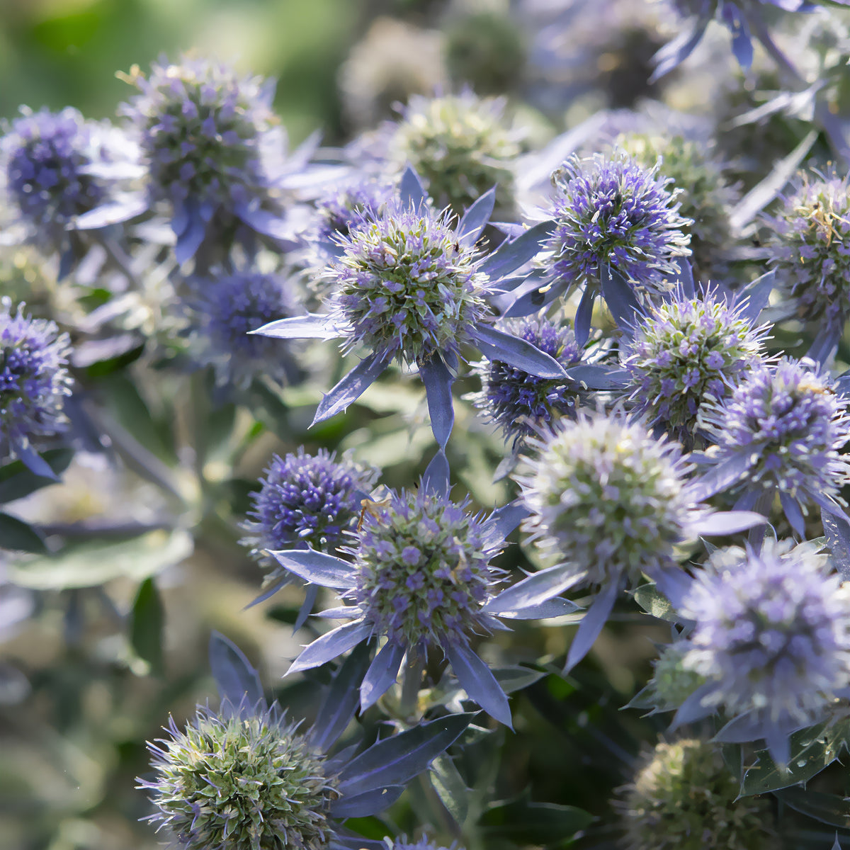 Vlakbladige kruisdistel Blue Hobbit - Eryngium planum Blue Hobbit - Willemse