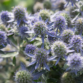 Vlakbladige kruisdistel Blue Hobbit - Eryngium planum Blue Hobbit - Willemse