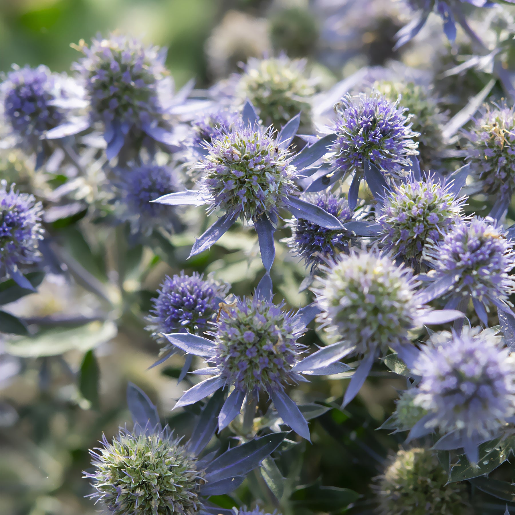 Vlakbladige kruisdistel Blue Hobbit - Eryngium planum Blue Hobbit - Willemse