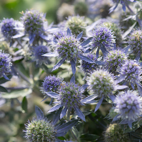 Vlakbladige kruisdistel Blue Hobbit - Eryngium planum Blue Hobbit - Willemse
