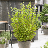 Blaasspirea Little Greeny® - Willemse