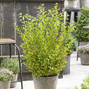 Blaasspirea Little Greeny® - Willemse