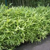 Dwergbamboe - Pleioblastus pumilus - Willemse