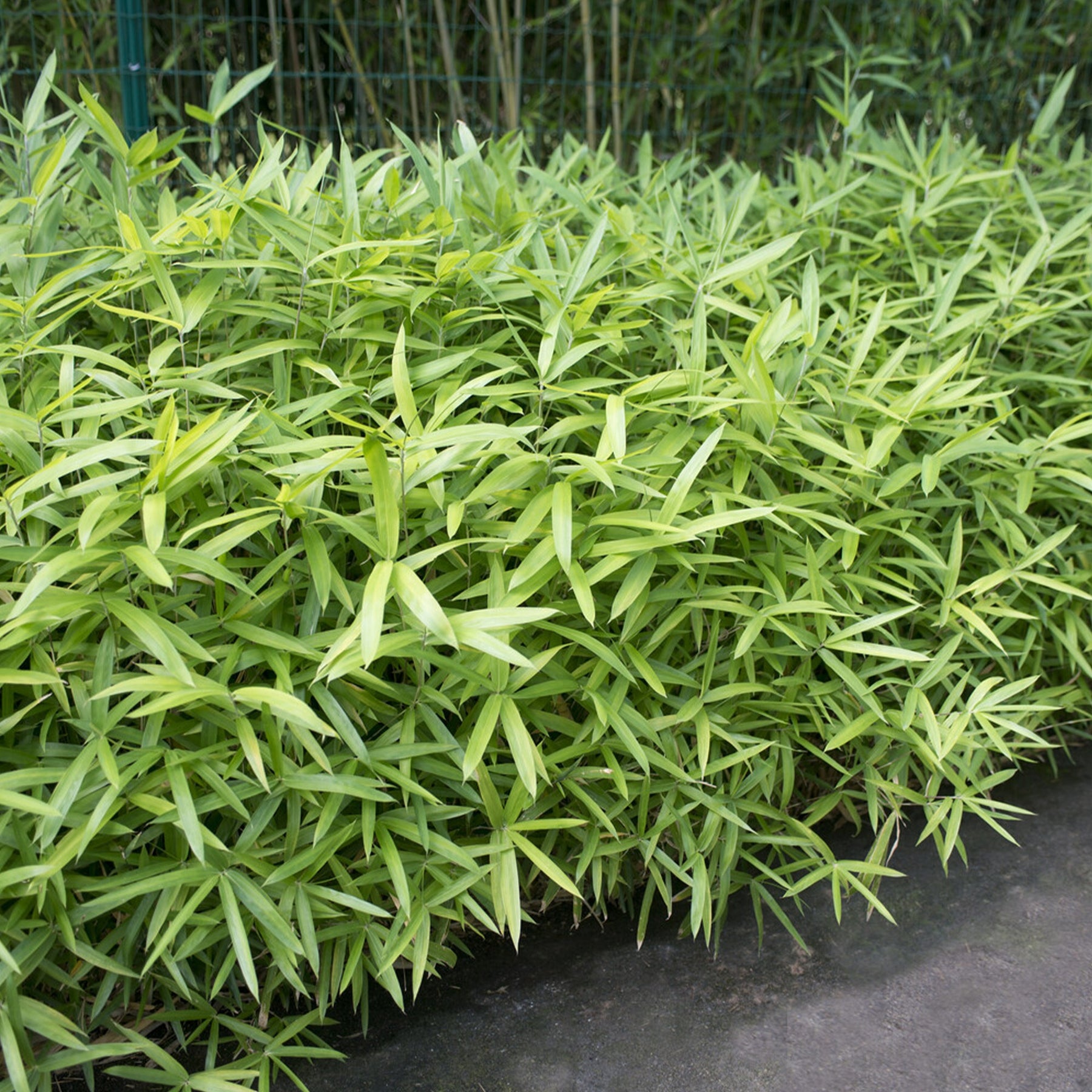 Dwergbamboe - Pleioblastus pumilus - Willemse