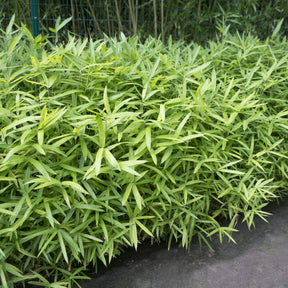 Dwergbamboe - Pleioblastus pumilus - Willemse