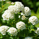 Spierstruik met berkenblad Tor - Spiraea betulifolia Tor - Willemse