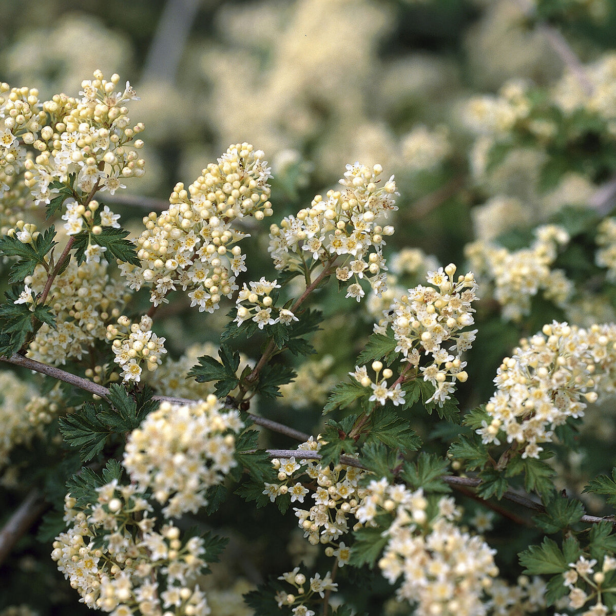Stephanandra incisa Crispa - Stephanandra incisa Crispa - Willemse