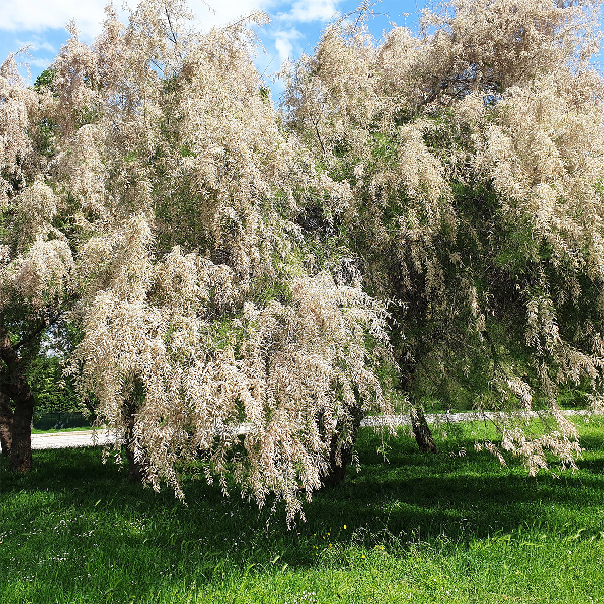 Wit bloeiende tamarisk - Tamaris ramosissima Hulsdonk White - Willemse