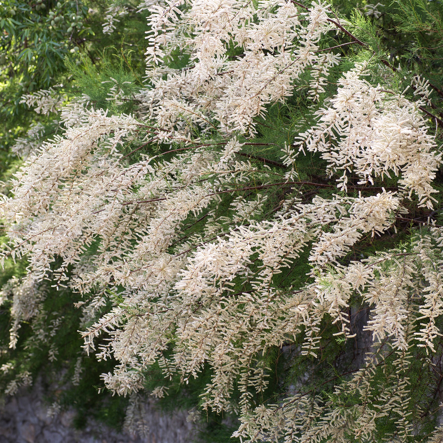 Wit bloeiende tamarisk - Willemse