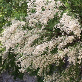 Wit bloeiende tamarisk - Willemse