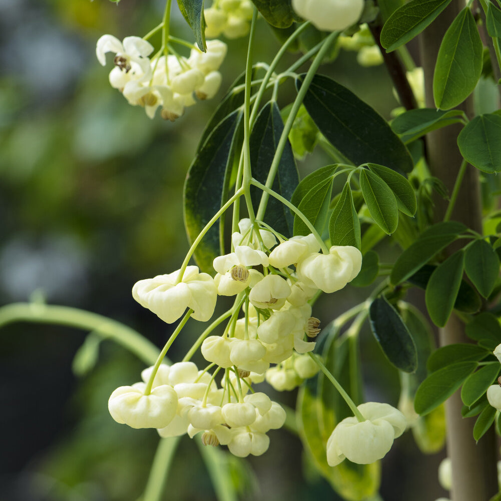 Vijfbladige akebia / Schijnaugurk - Willemse