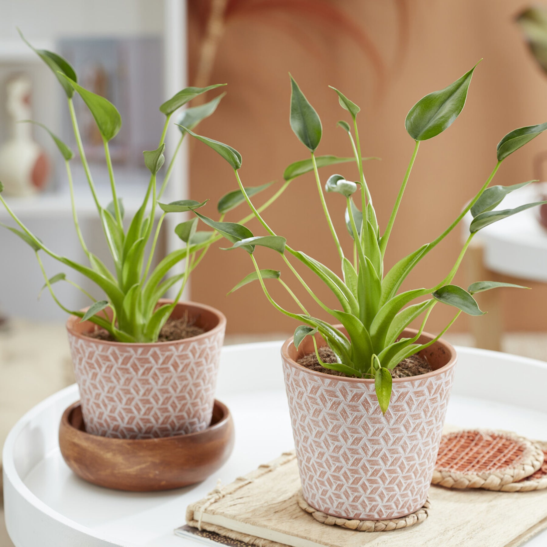 Alocasia Tiny Dancer - Alocasia Tiny Dancer - Willemse