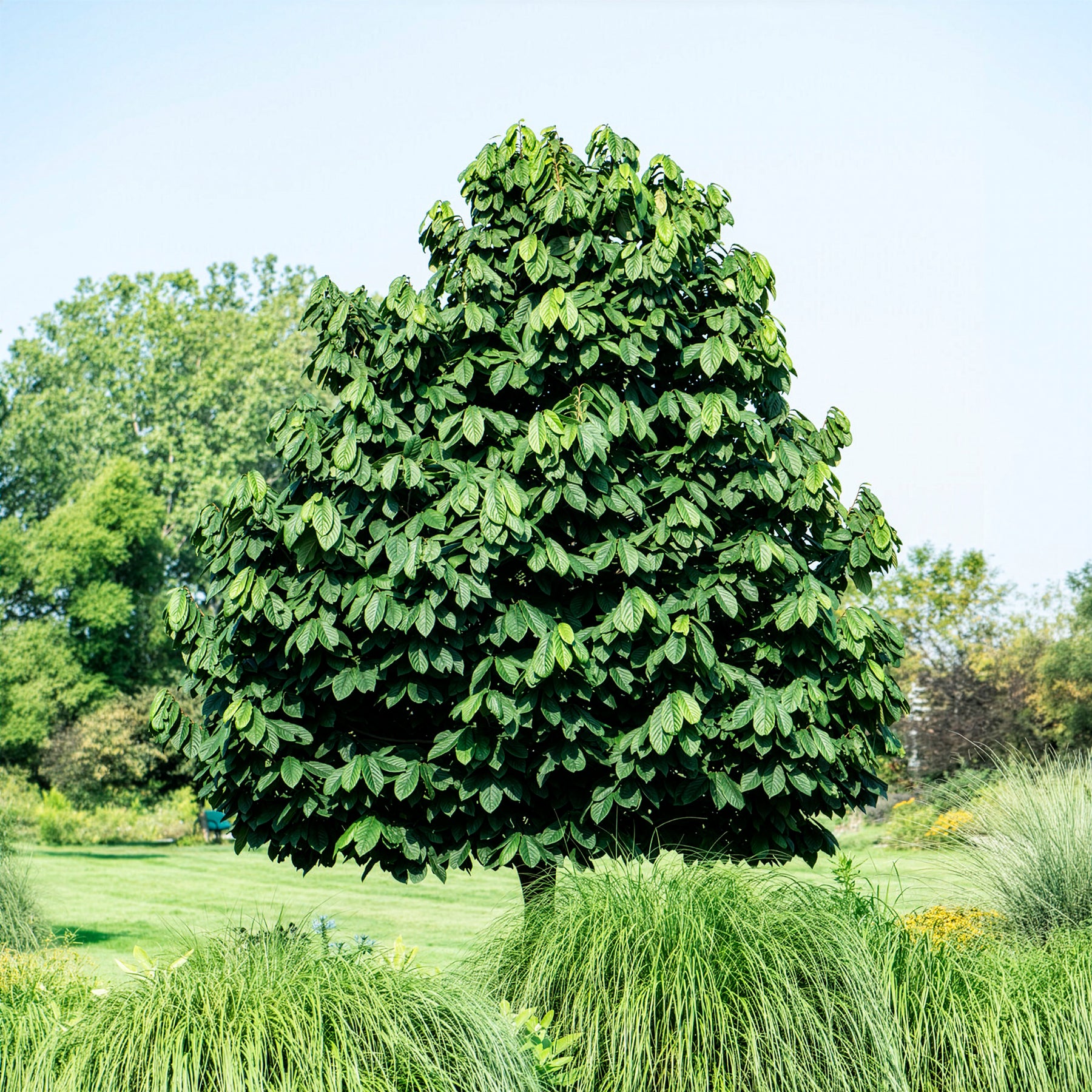 Asimina triloba - Willemse