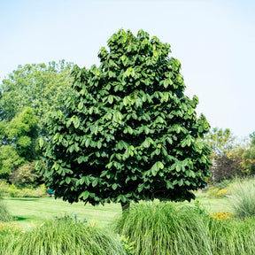 Asimina triloba - Willemse