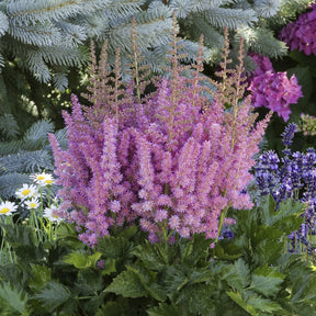 Astilbe chinensis Little Vision in Purple ® - Astilbe Little Visions in Purple® - Astilbe - Pluimspirea