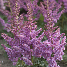 Astilbe Little Visions in Purple® - Willemse
