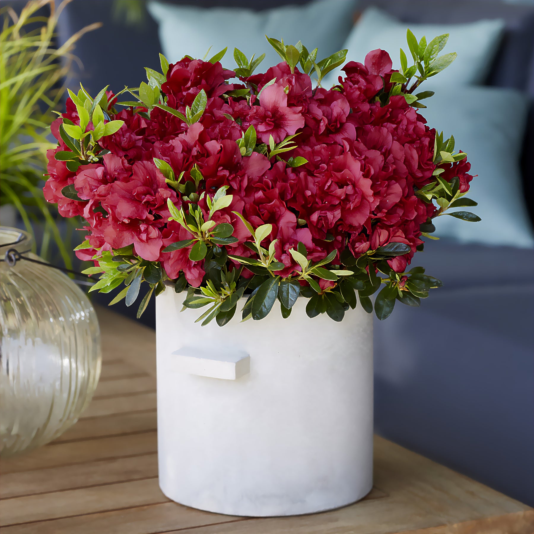 Azalea Encore® Autumn Fire - Rhododendron Encore® Autumn Fire - Willemse