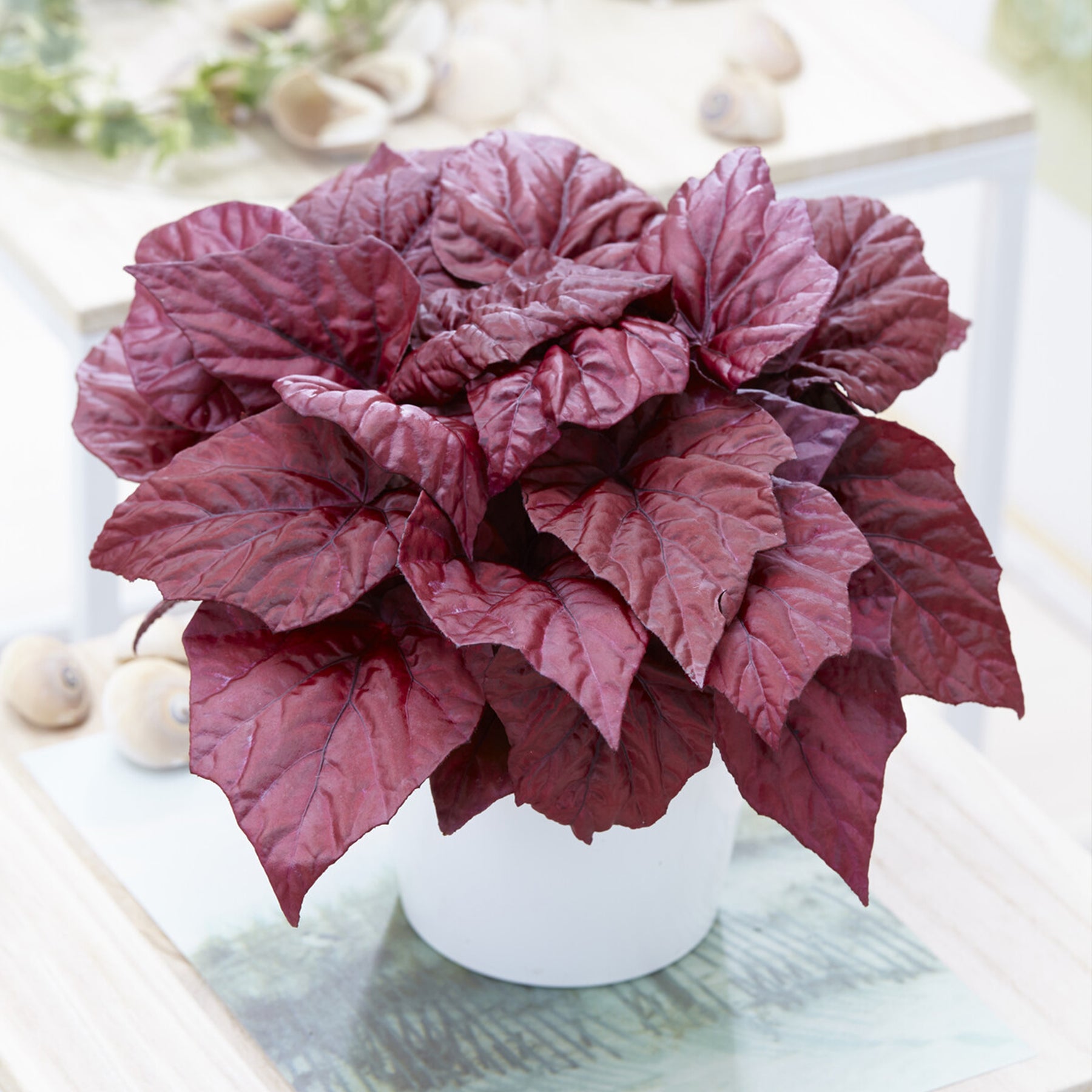 Begonia Inca Flame - Begonia rex Beleaf Inca Flame - Willemse