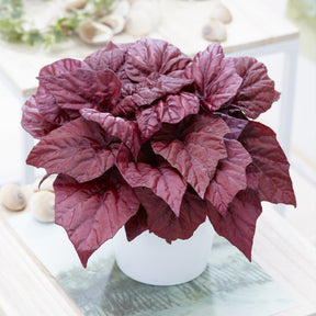 Begonia Inca Flame - Begonia rex Beleaf Inca Flame - Willemse