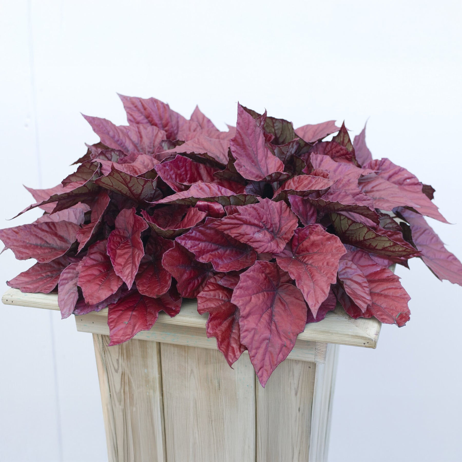 Begonia Inca Flame - Willemse