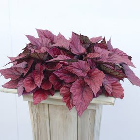 Begonia Inca Flame - Willemse