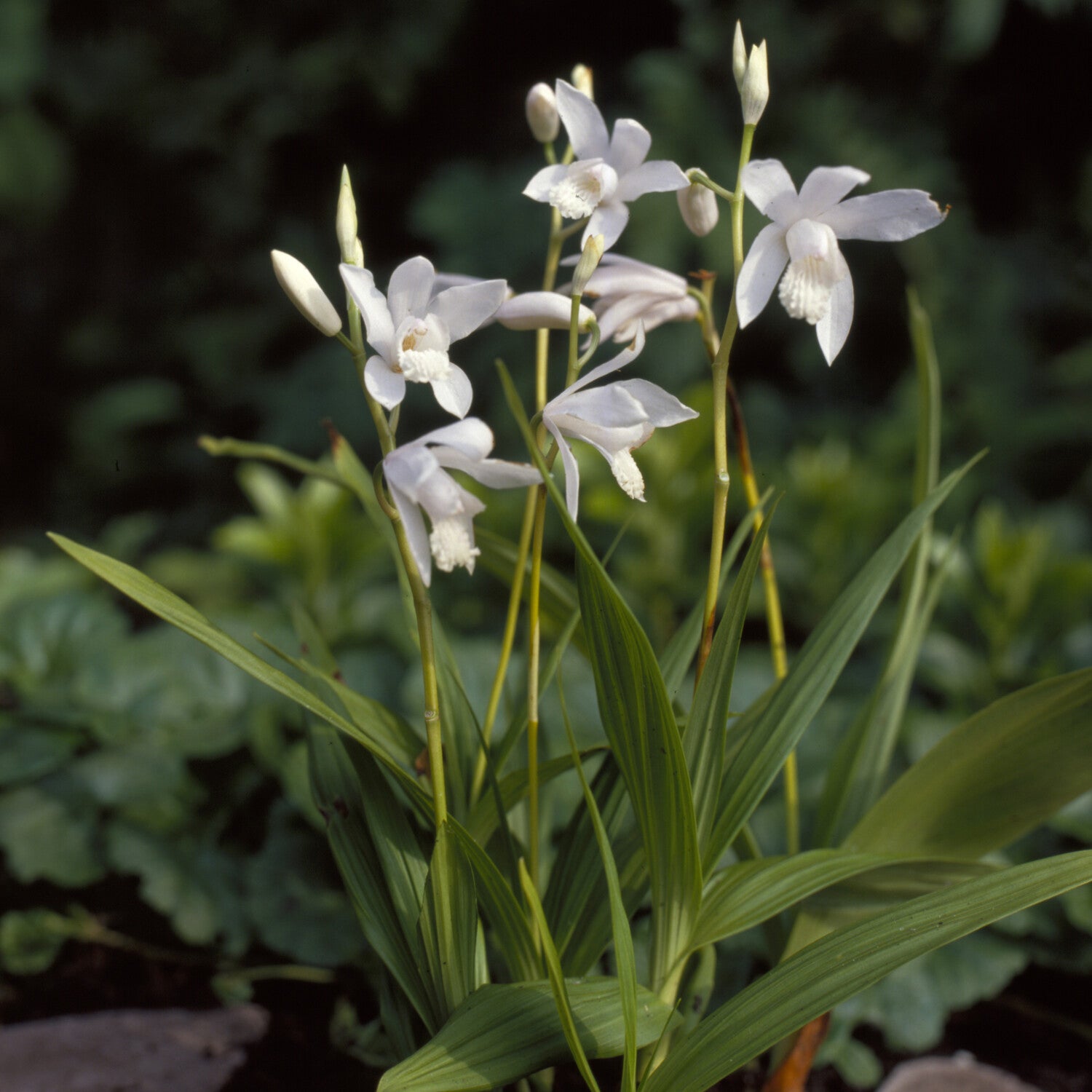 Hyacint-orchidee Alba - Willemse
