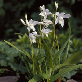 Hyacint-orchidee Alba - Willemse