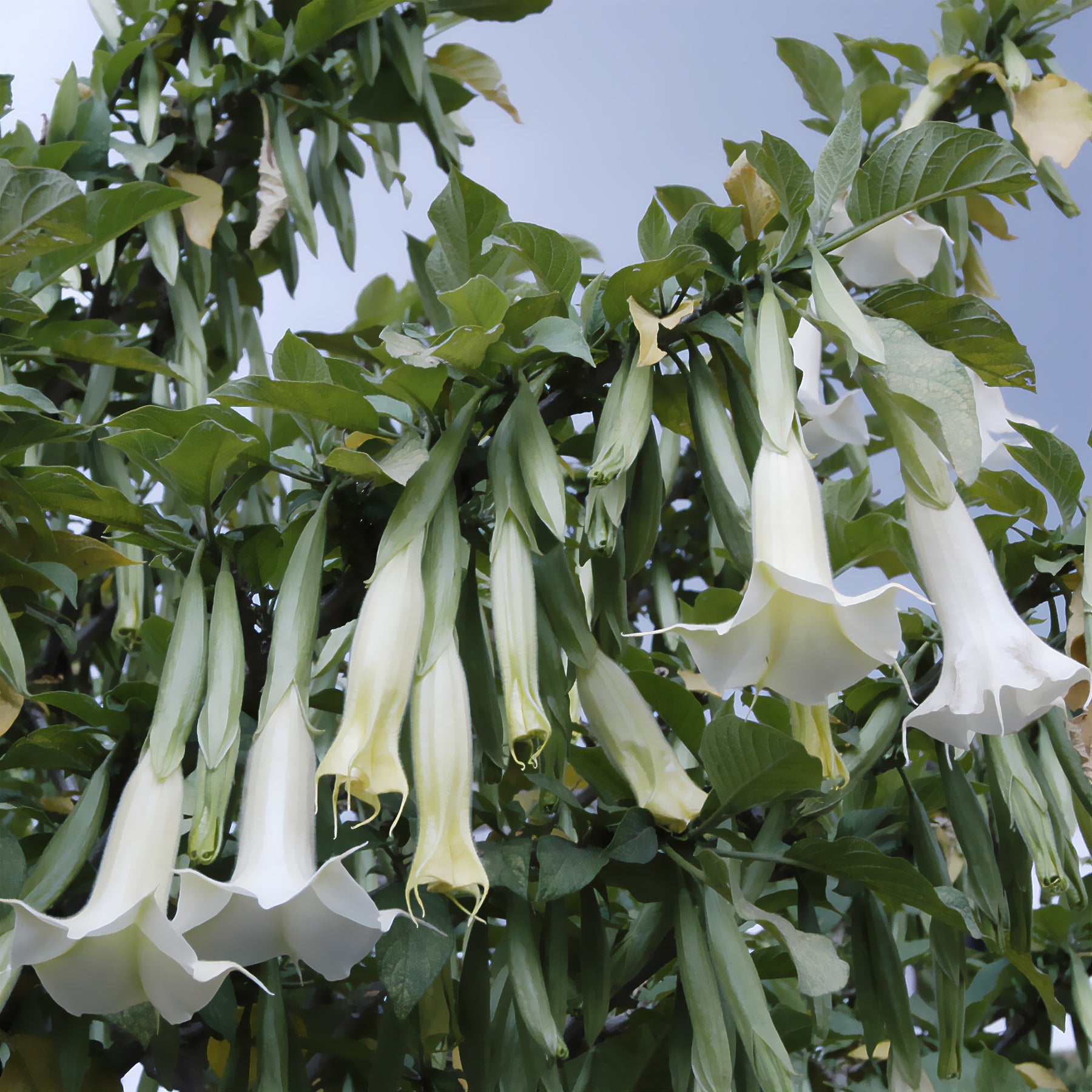 Balkon- en terrasplanten - Brugmansia - Brugmansia arborea