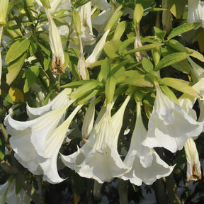 Brugmansia - Willemse