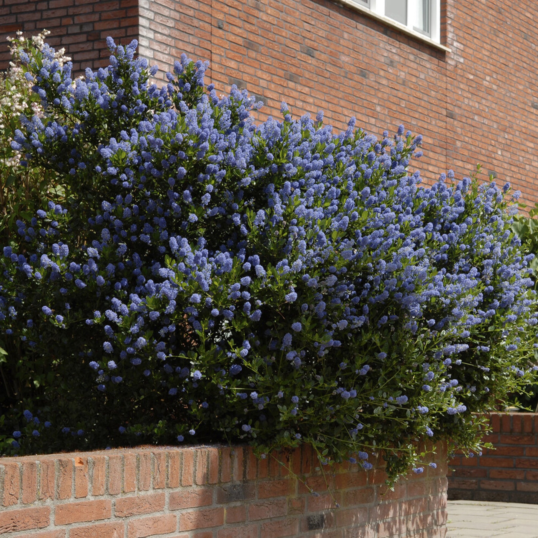 Ceanothus Concha / Amerikaanse sering - Willemse