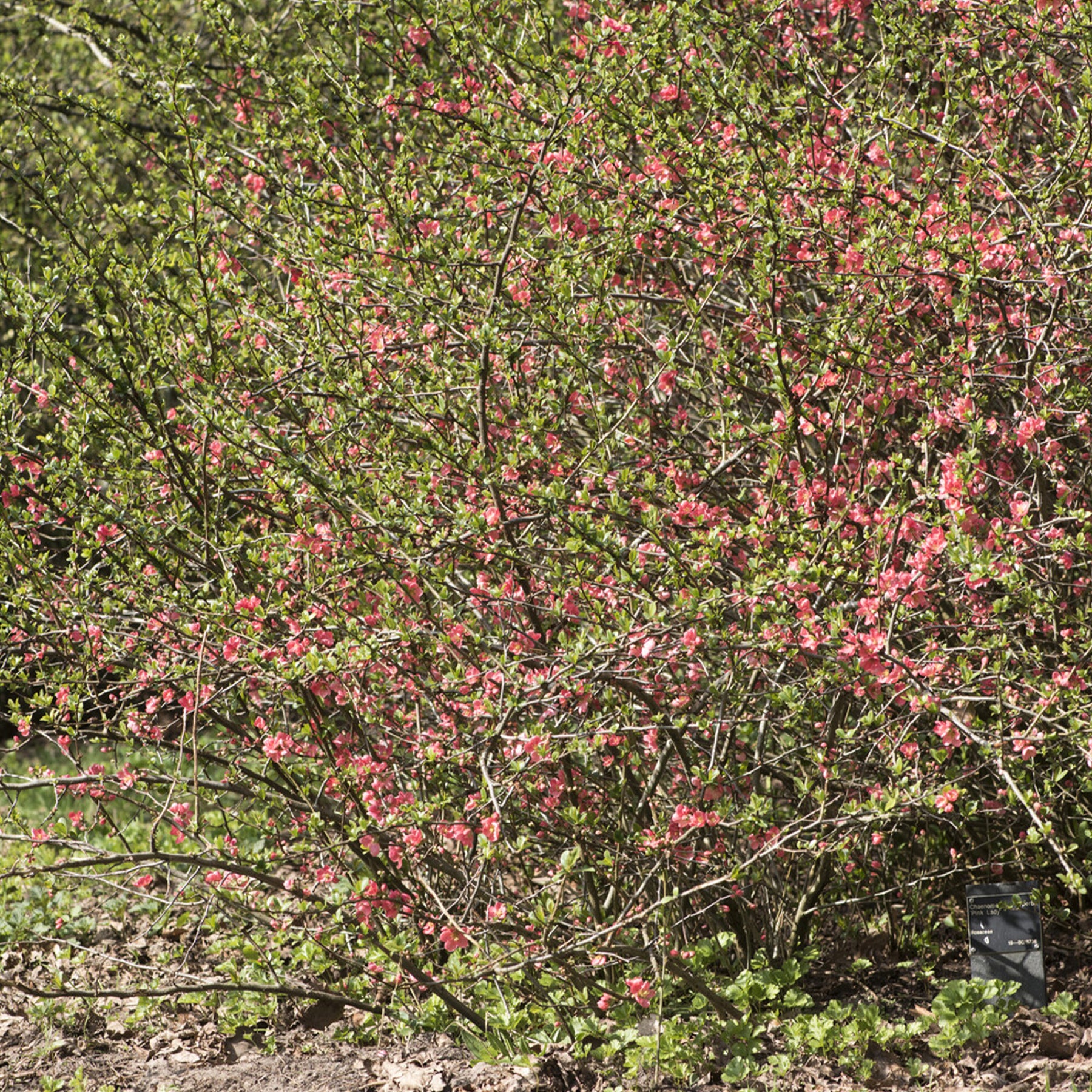 Chaenomeles x superba Pink Lady - Japanse kweepeer Pink Lady - Chaenomeles - Japanse kwee