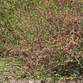 Chaenomeles x superba Pink Lady - Japanse kweepeer Pink Lady - Chaenomeles - Japanse kwee