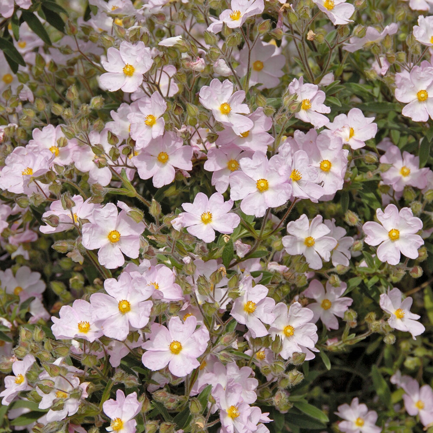 Cistus Silver Pink - Willemse