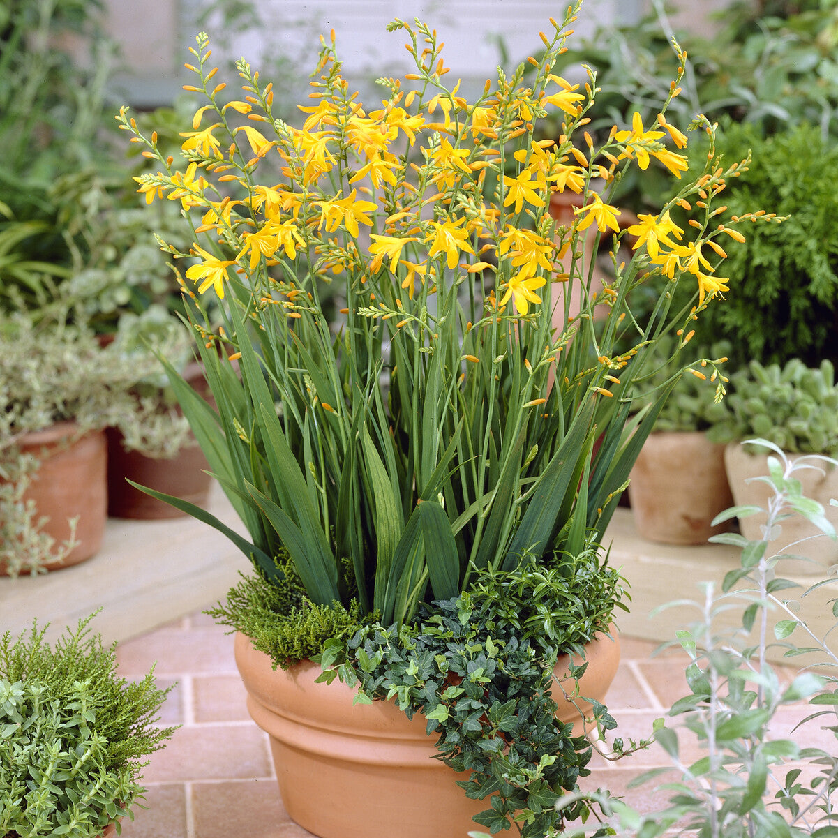 Bollen Crocosmia Montbretia George Davidson (x10) - Crocosmia crocosmiiflora George Davison - Willemse