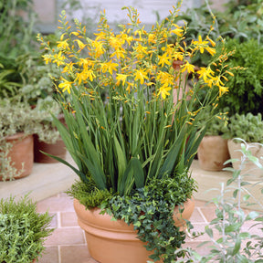 Bollen Crocosmia Montbretia George Davidson (x10) - Crocosmia crocosmiiflora George Davison - Willemse
