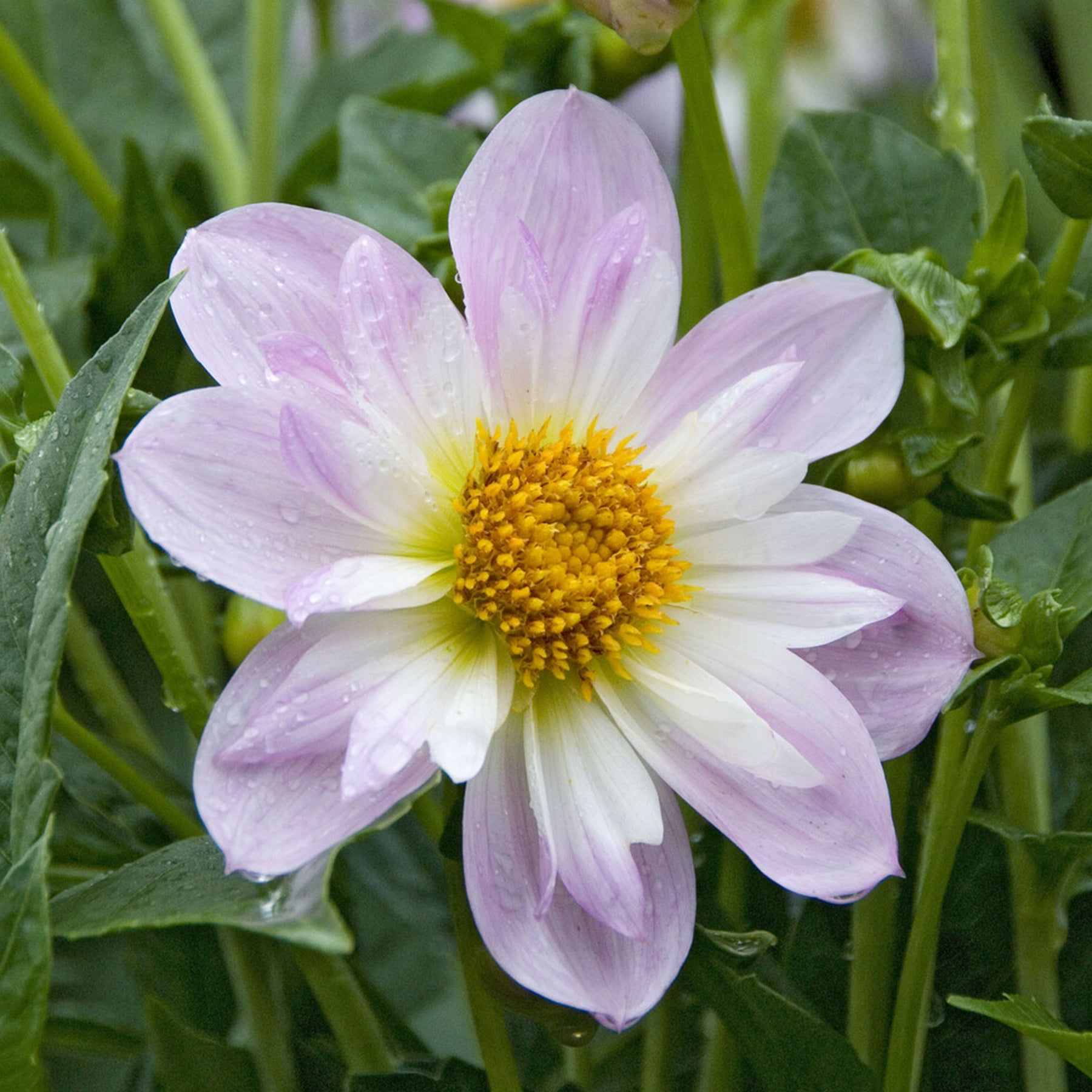 Dahliakraag Teesbrooke Audrey - Willemse