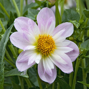 Dahliakraag Teesbrooke Audrey - Willemse