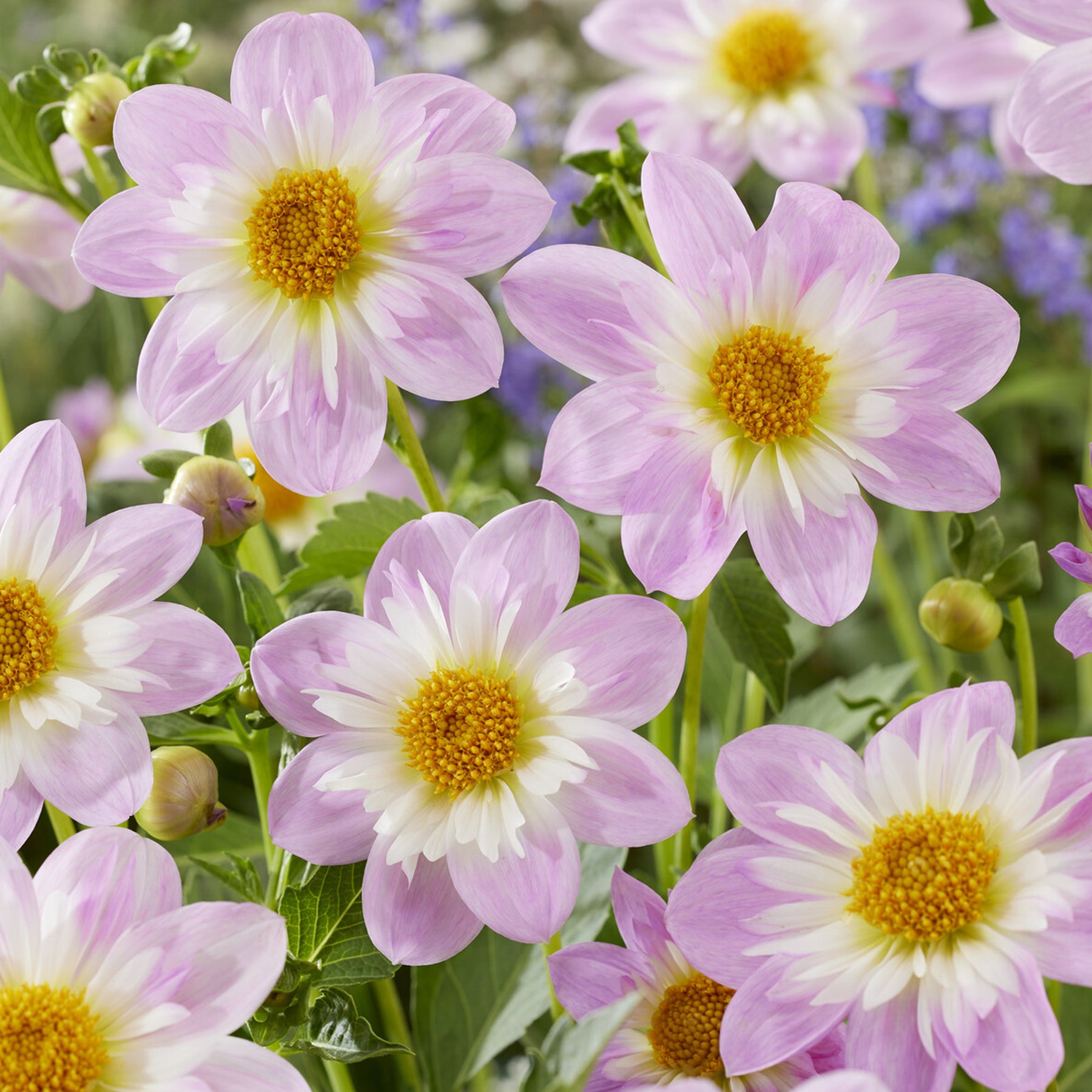 Dahliakraag Teesbrooke Audrey - Dahlia Teesbrooke Audrey - Willemse