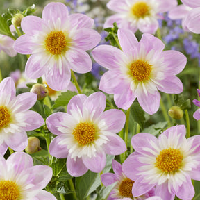 Dahliakraag Teesbrooke Audrey - Dahlia Teesbrooke Audrey - Willemse