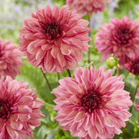 Dahlia  - Decoratieve dahlia ’Baccardi' (x3) - Dahlia Bacardi