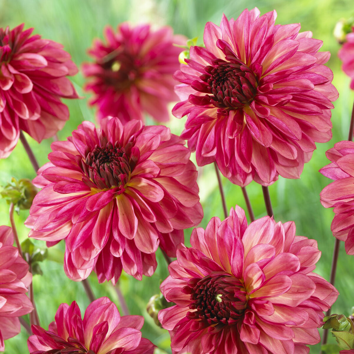Decoratieve dahlia ’Baccardi' (x3) - Willemse