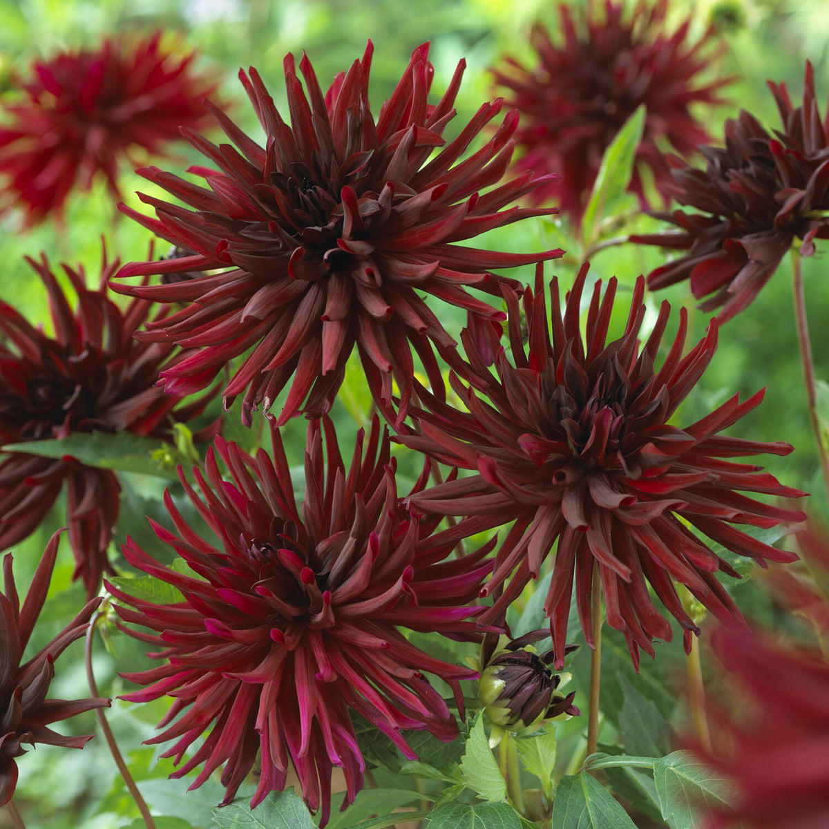 Cactus dahlia 'Black Narcissus' (x3) - Dahlia Black Narcissus - Willemse