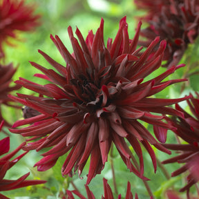 Cactus dahlia 'Black Narcissus' (x3) - Willemse
