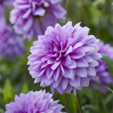 Decoratieve dahlia 'Blue Boy' (x3) - Dahlia Blue Boy - Willemse