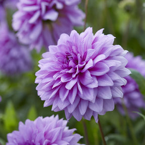 Decoratieve dahlia 'Blue Boy' (x3) - Dahlia Blue Boy - Willemse