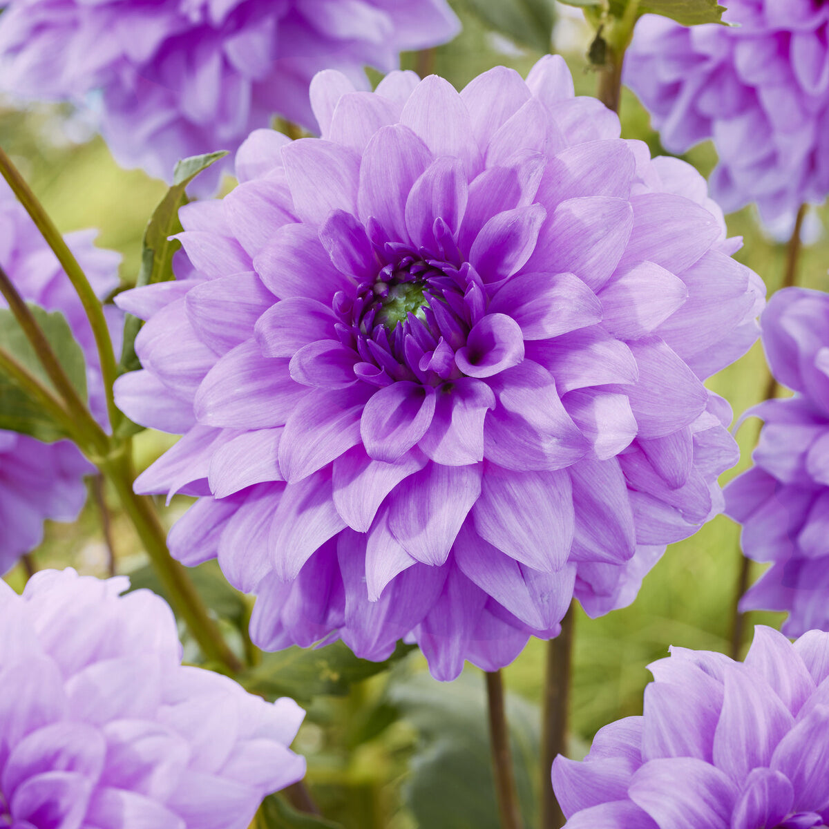 Decoratieve dahlia 'Blue Boy' (x3) - Willemse