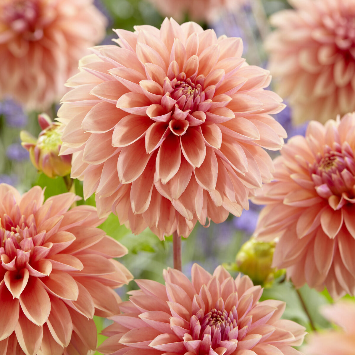 Dahlia 'Kick off' - Dahlia Kick Off - Willemse