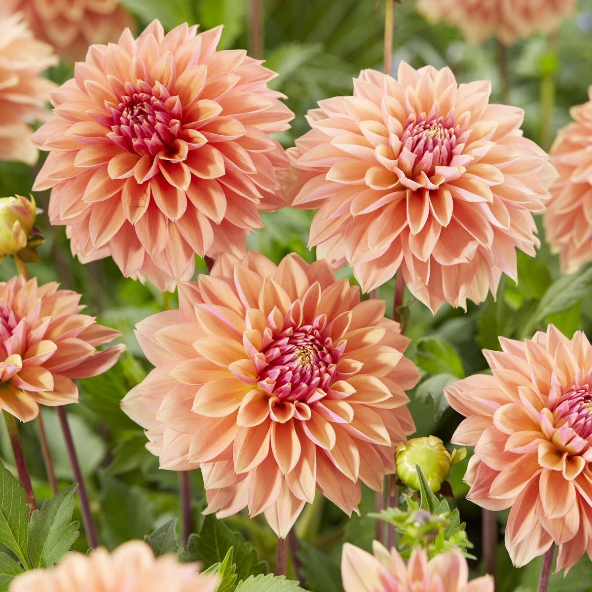 Dahlia 'Kick off' - Willemse