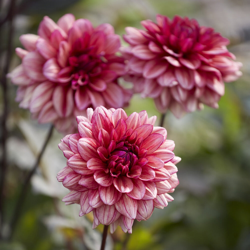Kleinbloemige dahlia 'Molly Raven' - Willemse